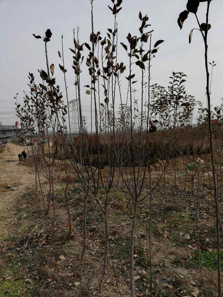 苹果树苗、苹果树苗价格及报价