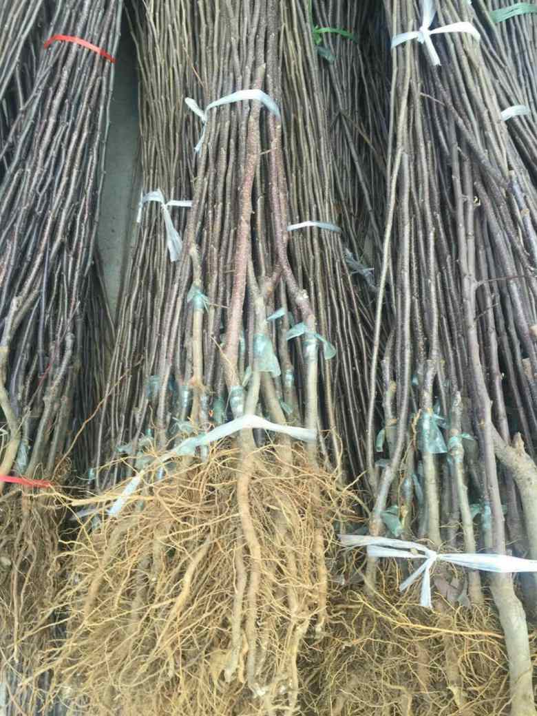 兩年蘋果樹苗報(bào)價(jià)、兩年蘋果樹苗價(jià)格