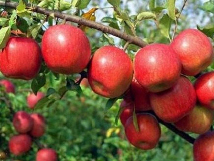 兩年蘋果樹苗報(bào)價(jià)、兩年蘋果樹苗價(jià)格