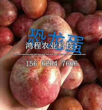 綏棱紅李子苗基地、綏棱紅李子苗批發(fā)