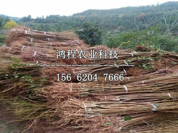 綏棱紅李子苗基地、綏棱紅李子苗批發(fā)