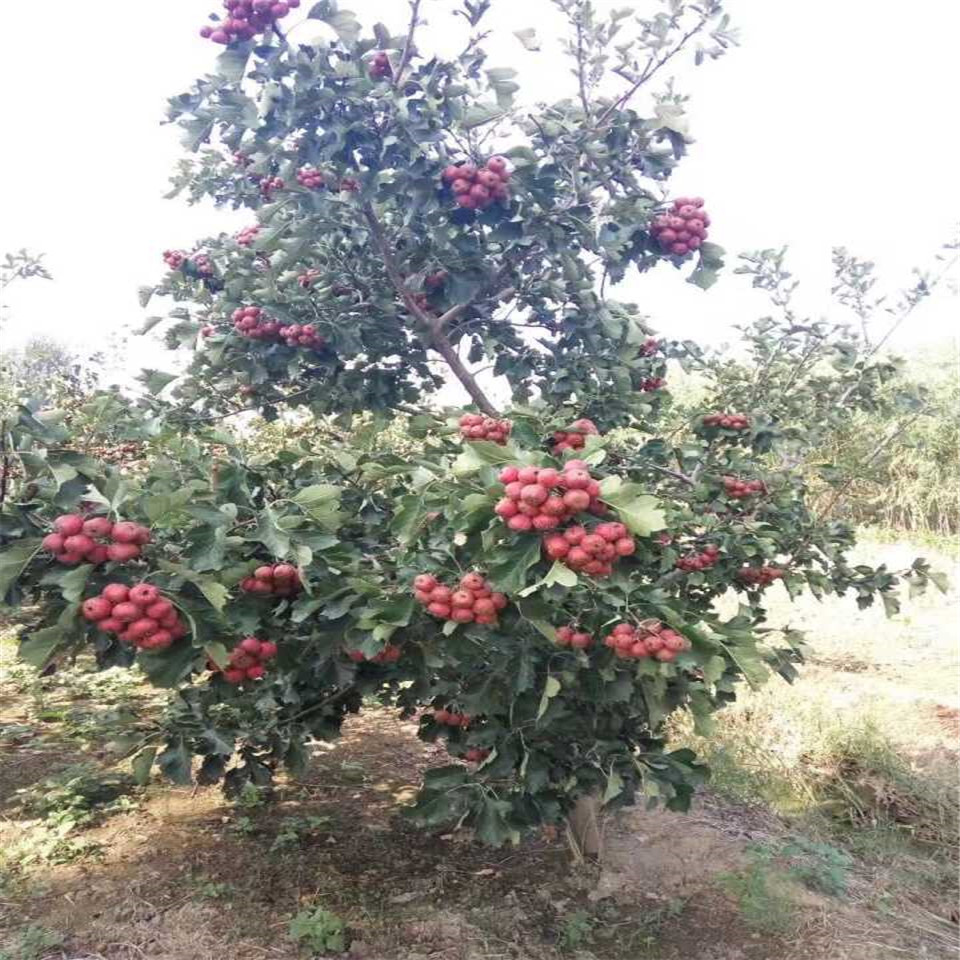 紅肉山楂苗報(bào)價(jià)、紅肉山楂苗哪里銷售