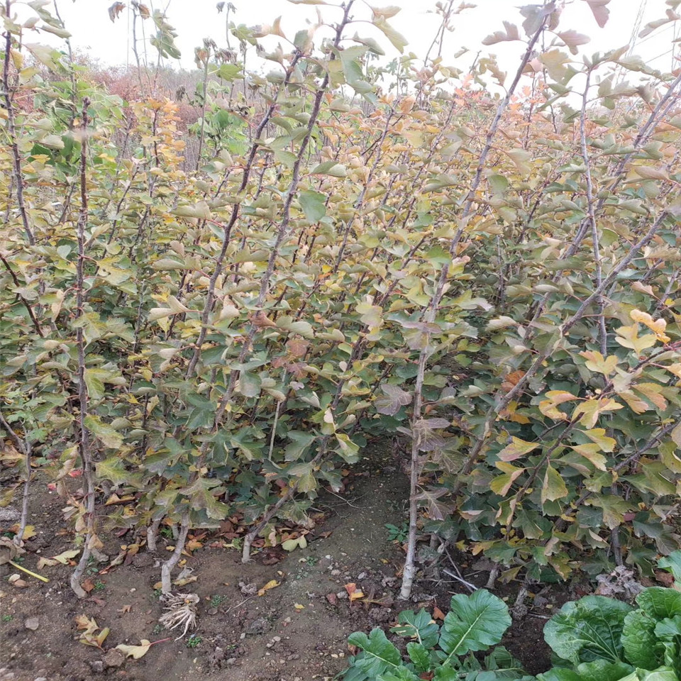 紅肉山楂樹苗價(jià)格、紅肉山楂樹苗多少錢一棵