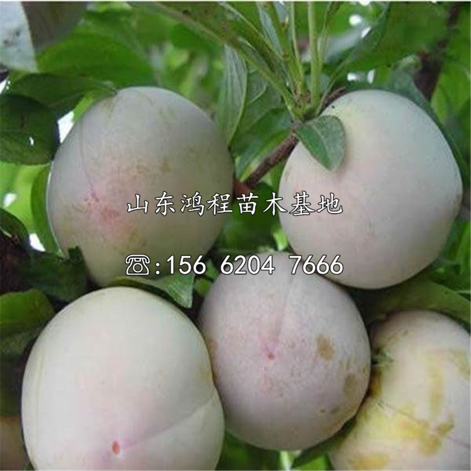 佛騰李子苗報價(jià)及產(chǎn)地