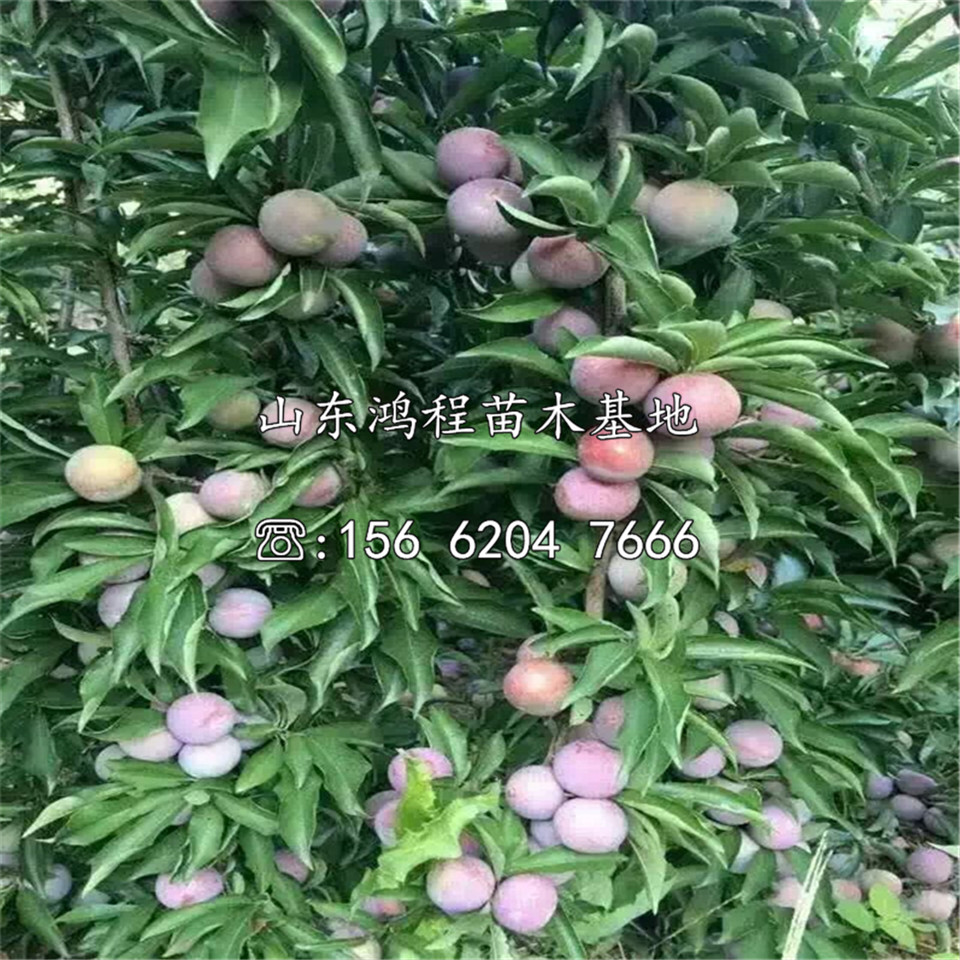 佛騰李子苗報價(jià)及產(chǎn)地