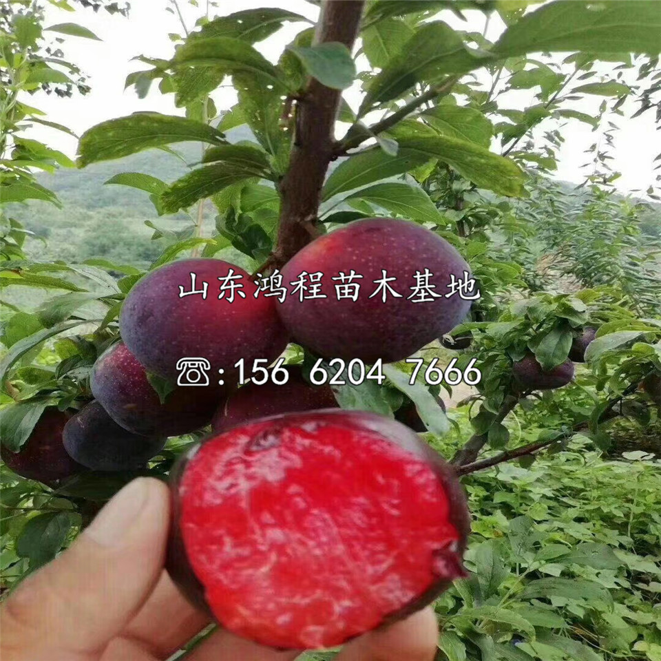 紅天鵝絨李子苗基地及價格