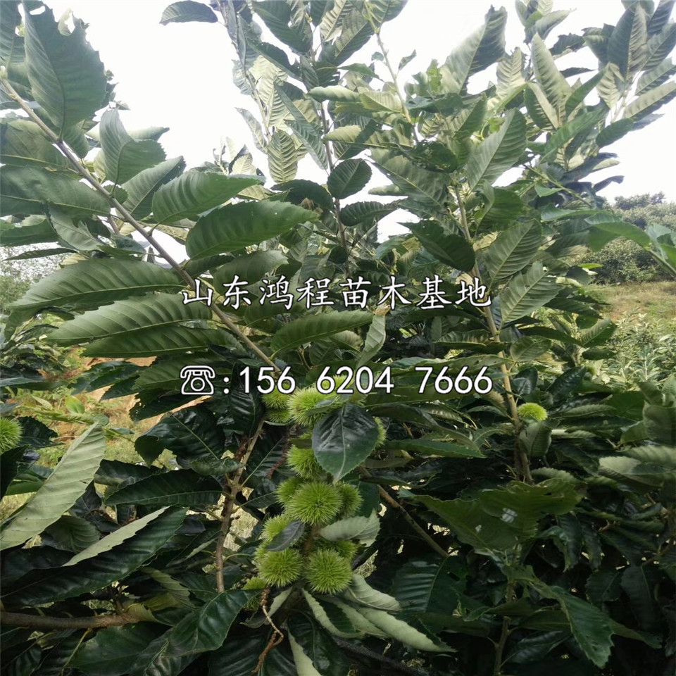 板栗苗出售