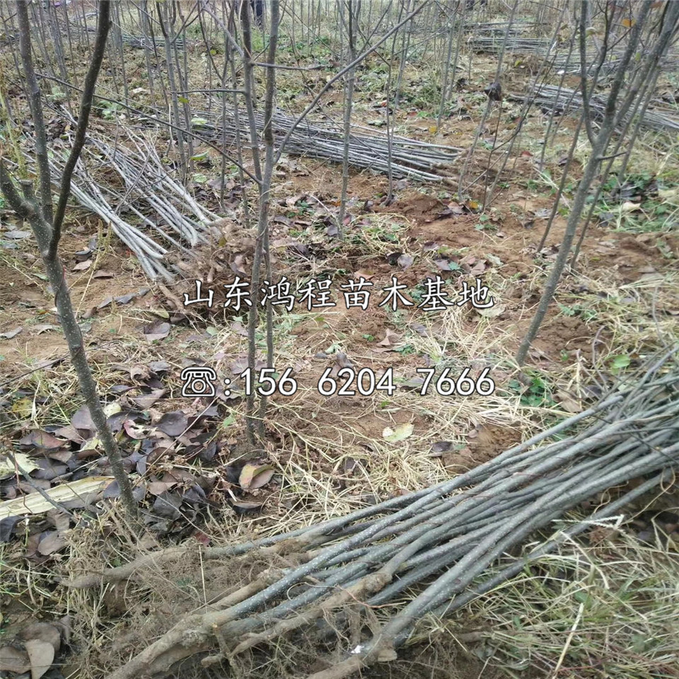 酸梨樹苗基地、山東酸梨樹苗基地