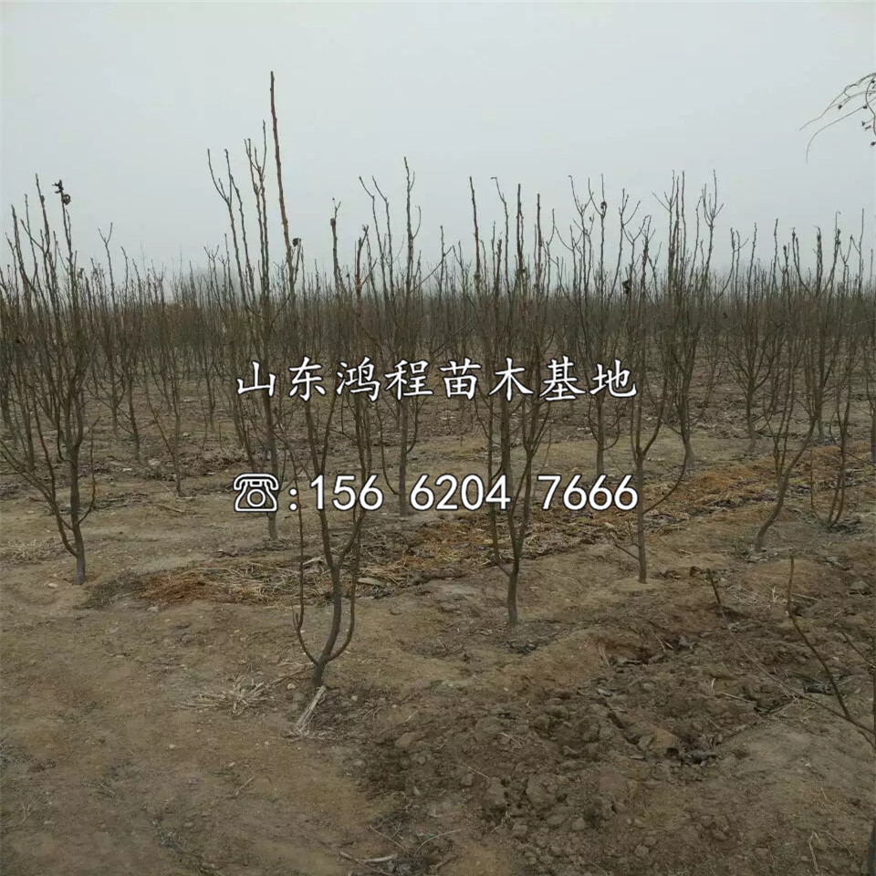 中熟梨樹(shù)苗基地、山東中熟梨樹(shù)苗基地