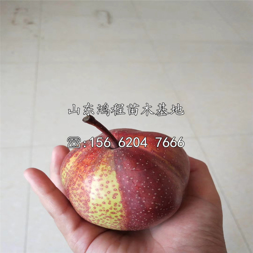 寒紅梨苗價(jià)格