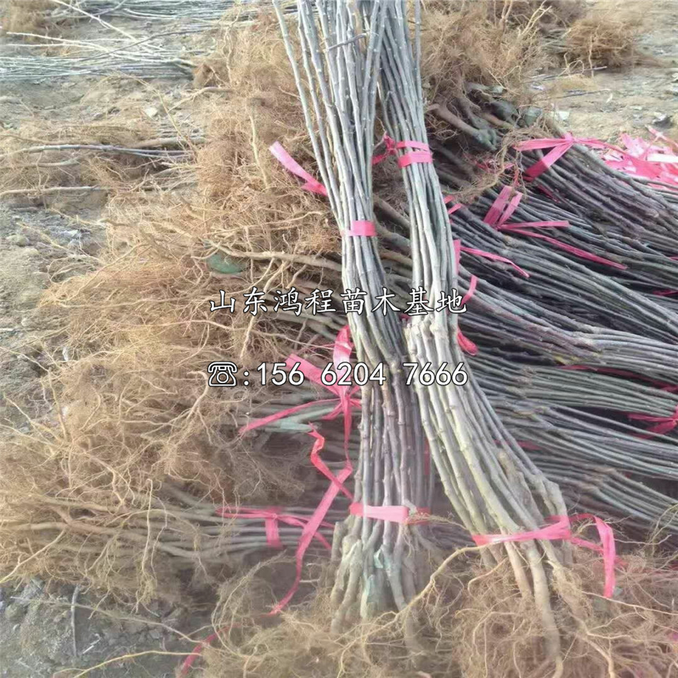 兩年紅肉蘋果苗、兩年紅肉蘋果苗價格