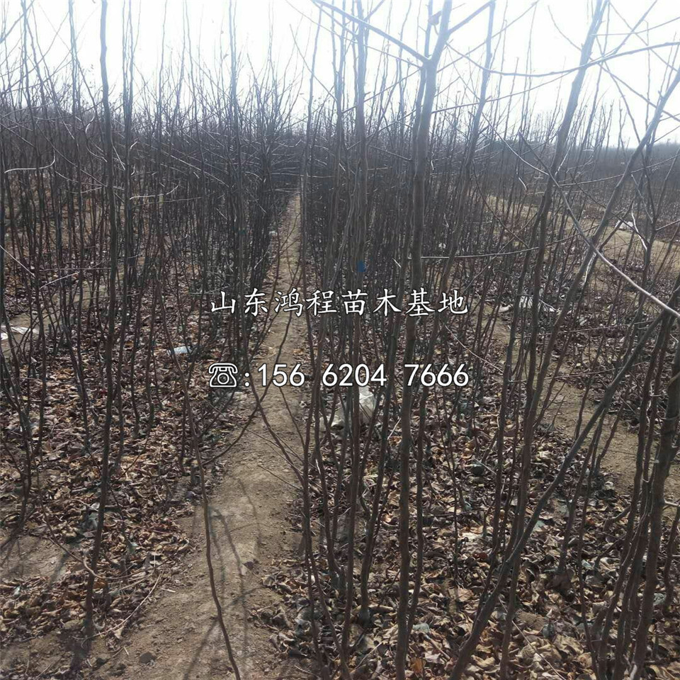 阿克蘇蘋果苗種植基地
