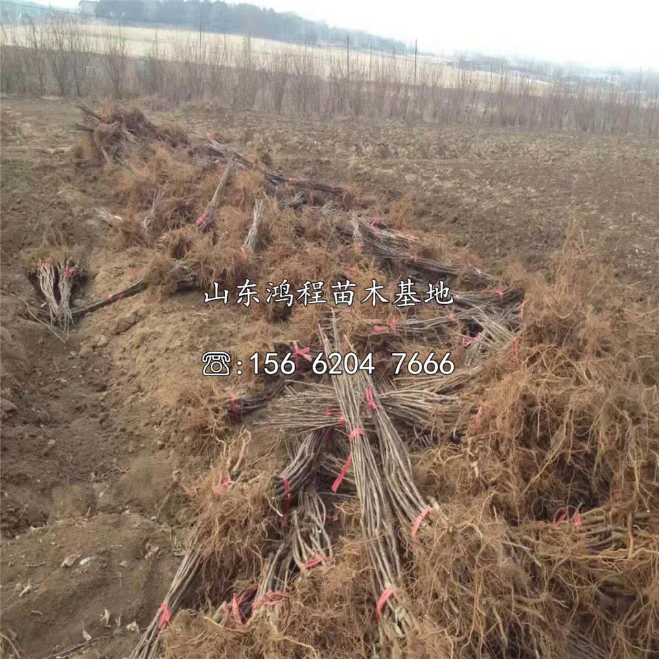 煙富10蘋果樹(shù)苗價(jià)格一覽表