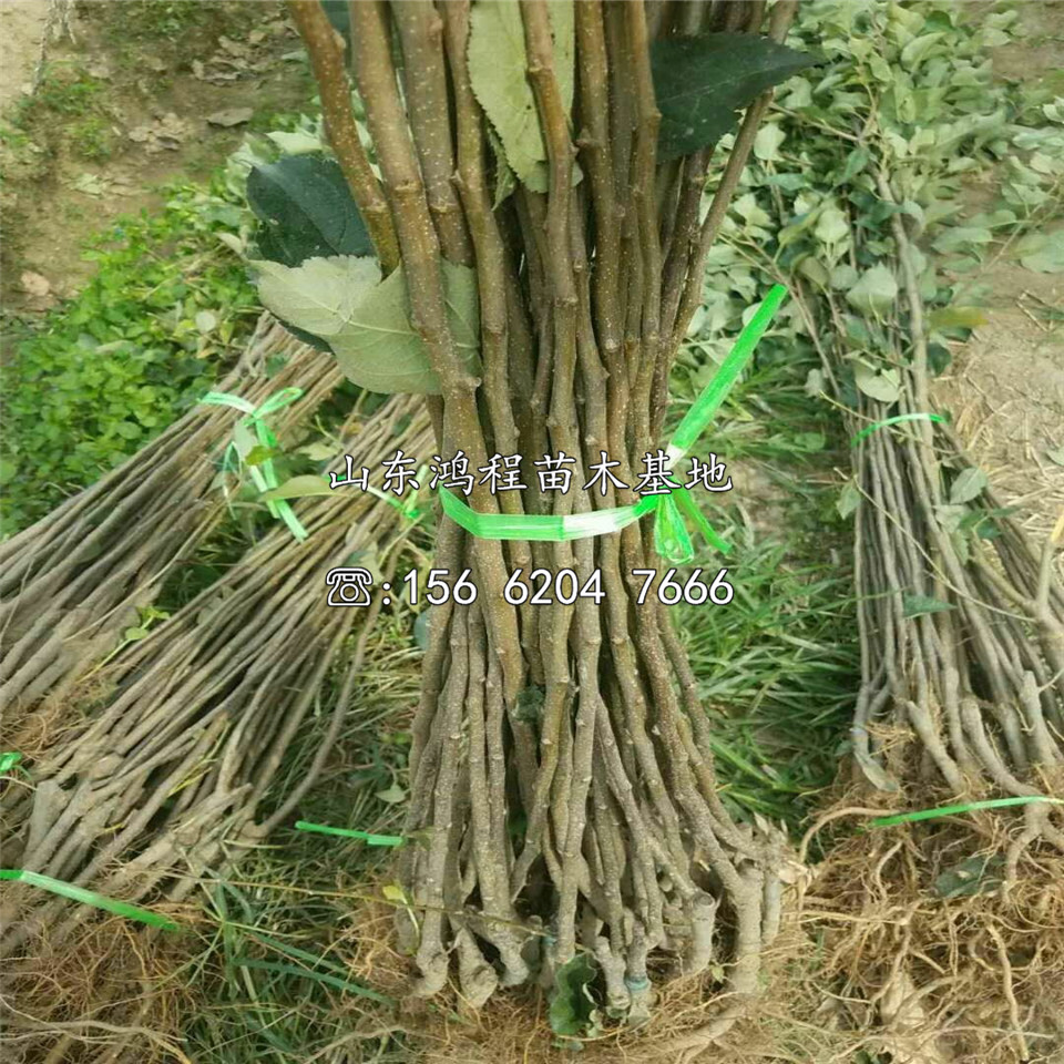 阿克蘇蘋果苗種植基地