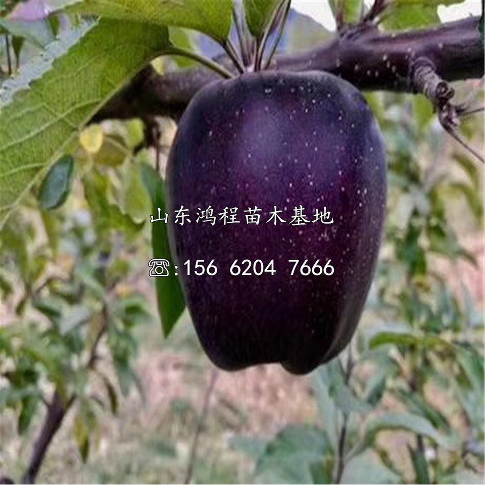 煙富10蘋果樹(shù)苗價(jià)格一覽表