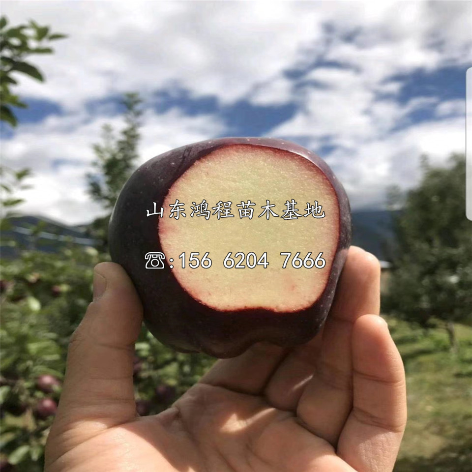 兩年紅肉蘋果苗、兩年紅肉蘋果苗價格