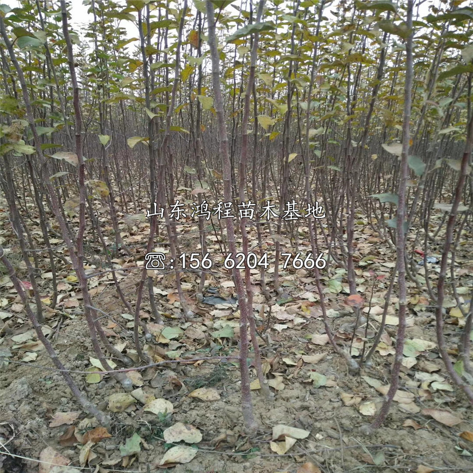 阿克蘇蘋果苗種植基地