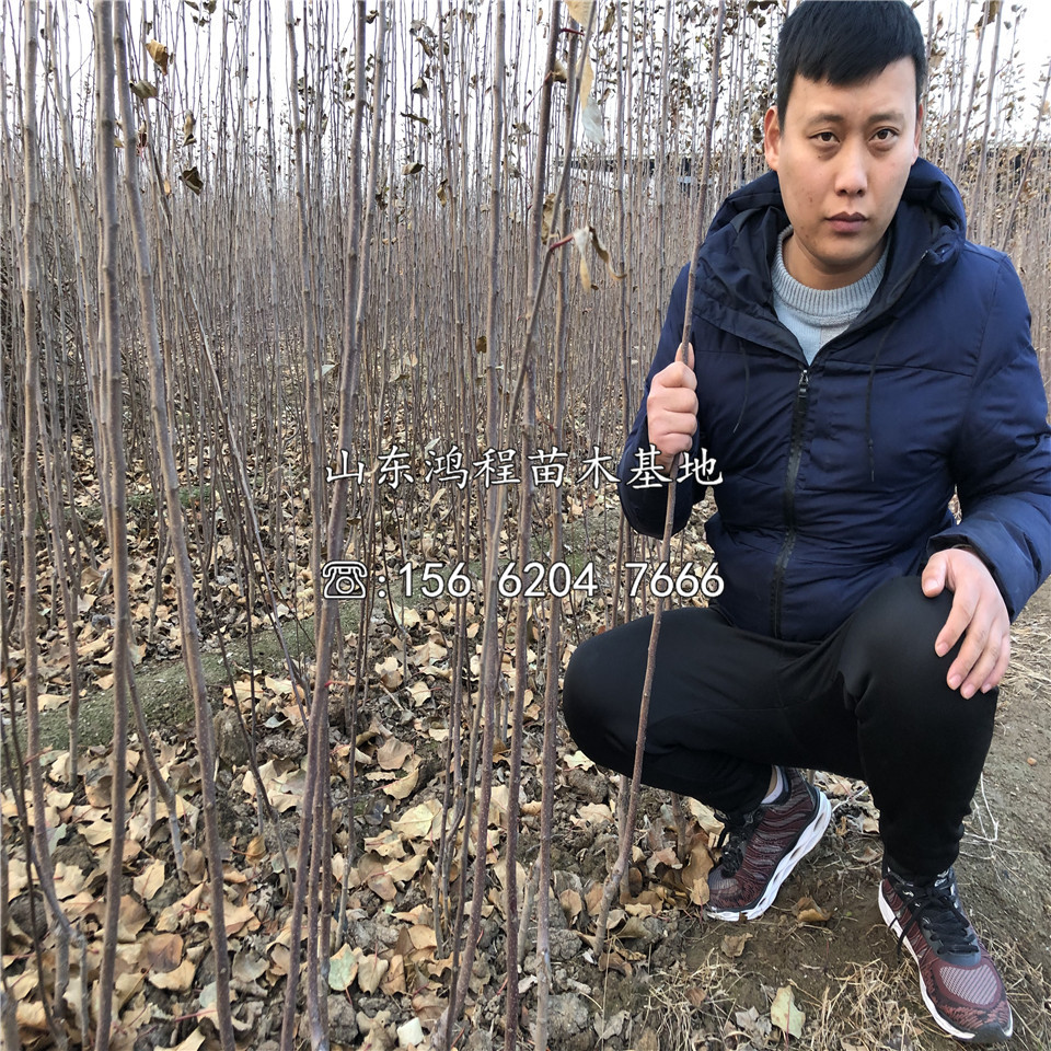 美八蘋(píng)果苗基地及產(chǎn)地