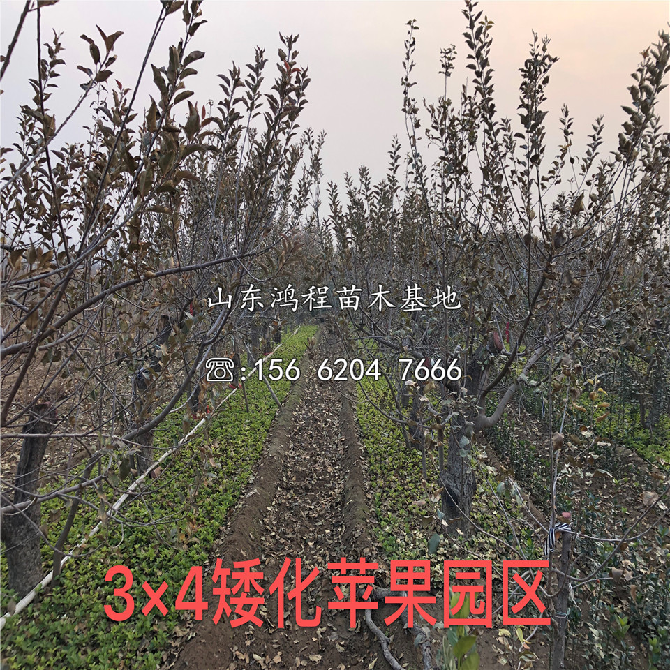 兩年紅肉蘋果苗、兩年紅肉蘋果苗價格