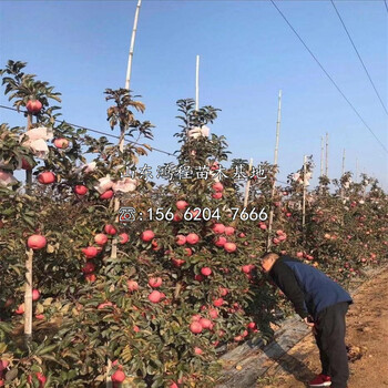 兩年紅肉蘋果苗、兩年紅肉蘋果苗價(jià)格