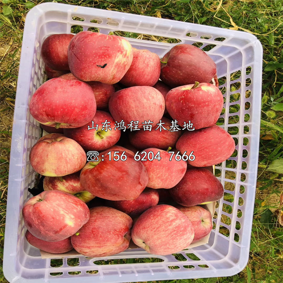 煙富10蘋果樹(shù)苗價(jià)格一覽表
