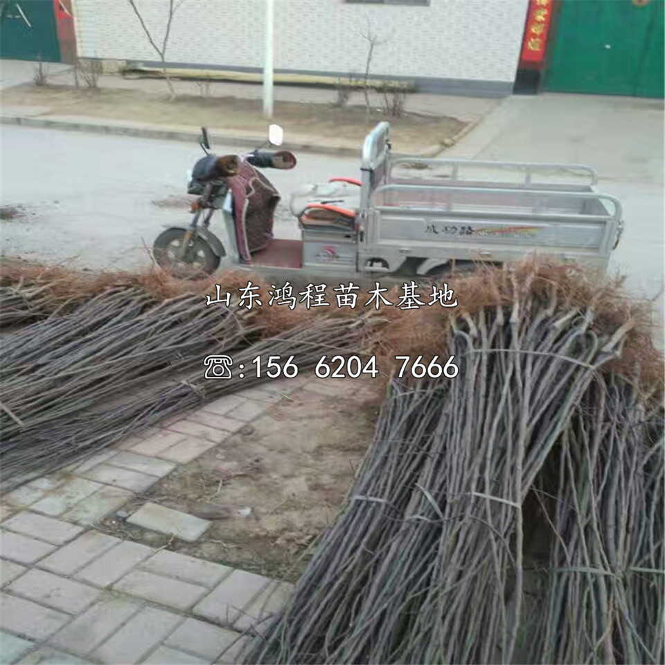 秋水梨樹(shù)苗、秋水梨樹(shù)苗新品種