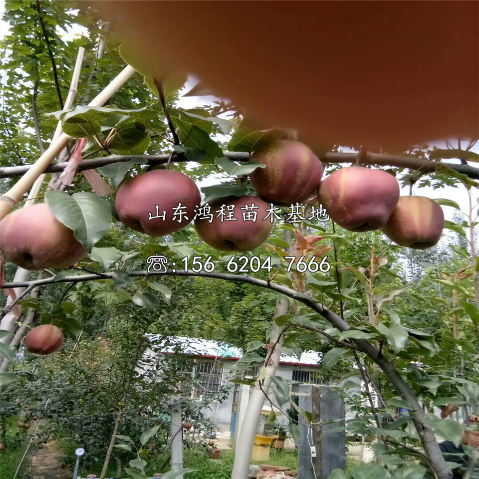 玉露香梨樹(shù)苗出售、玉露香梨樹(shù)苗出售價(jià)格
