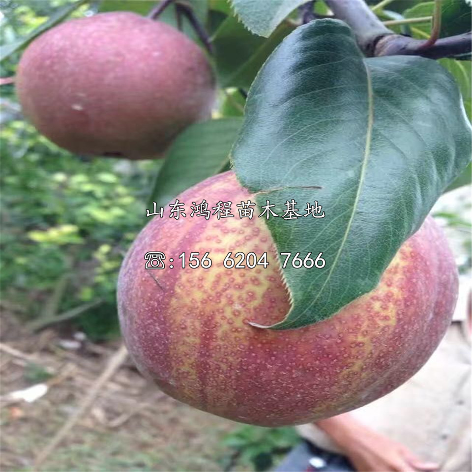 兩公分珍寶香梨樹(shù)苗價(jià)格公示