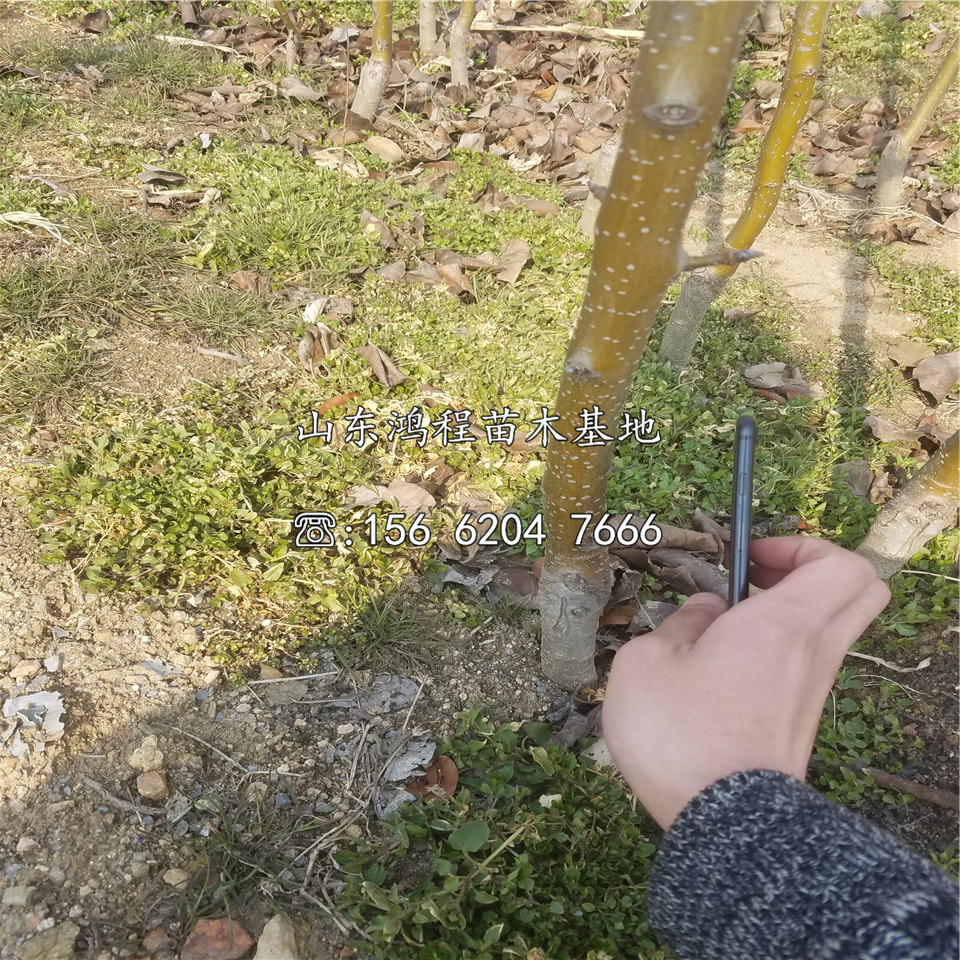 玉露香梨樹(shù)苗出售、玉露香梨樹(shù)苗出售價(jià)格