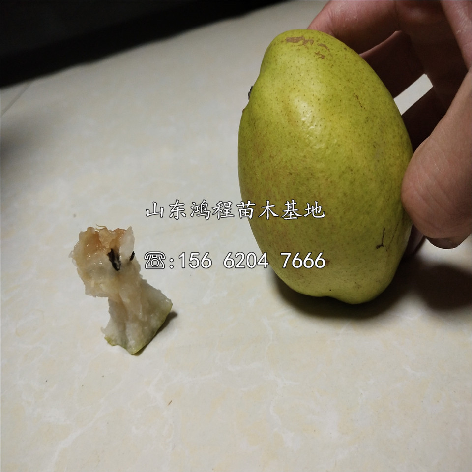 梨樹苗價(jià)格及報(bào)價(jià)