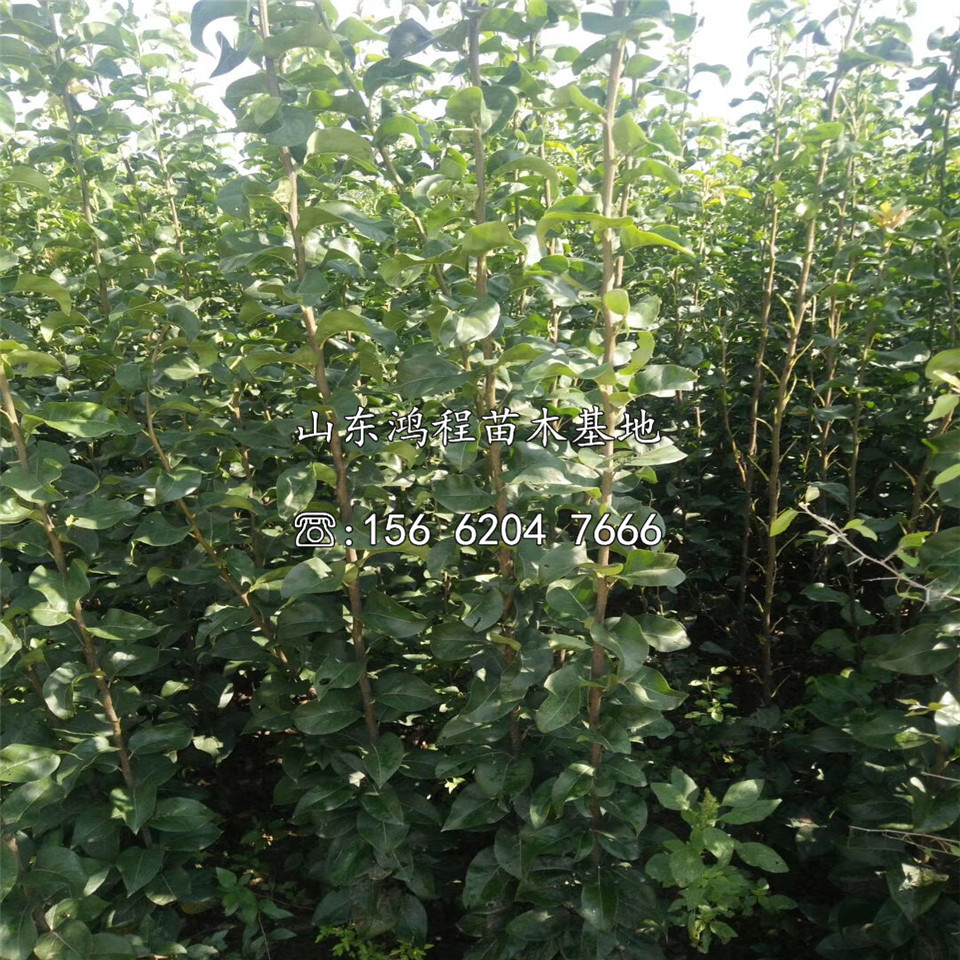 兩公分珍寶香梨樹(shù)苗價(jià)格公示