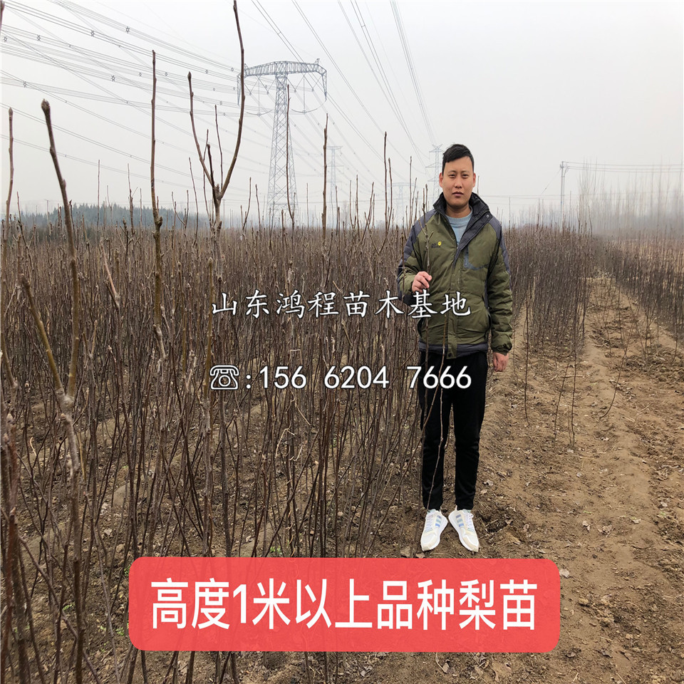 園黃梨樹苗、園黃梨樹苗種植基地