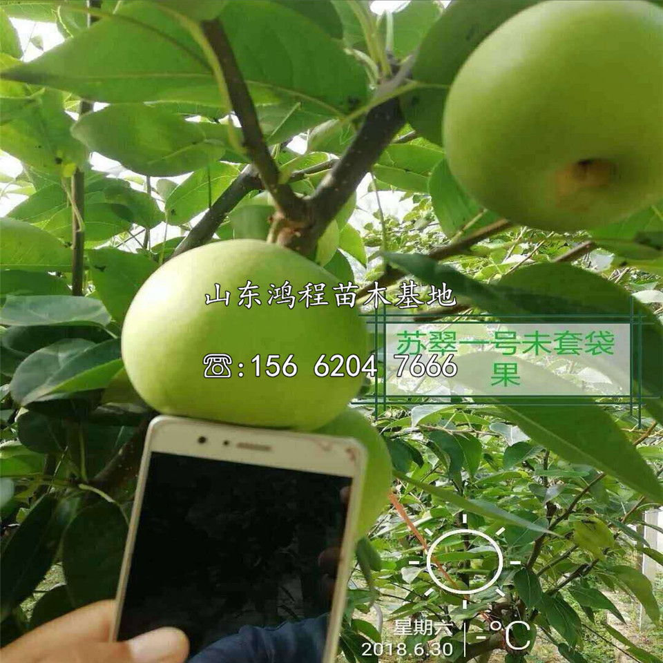 紅梨樹苗、紅梨樹苗價(jià)格