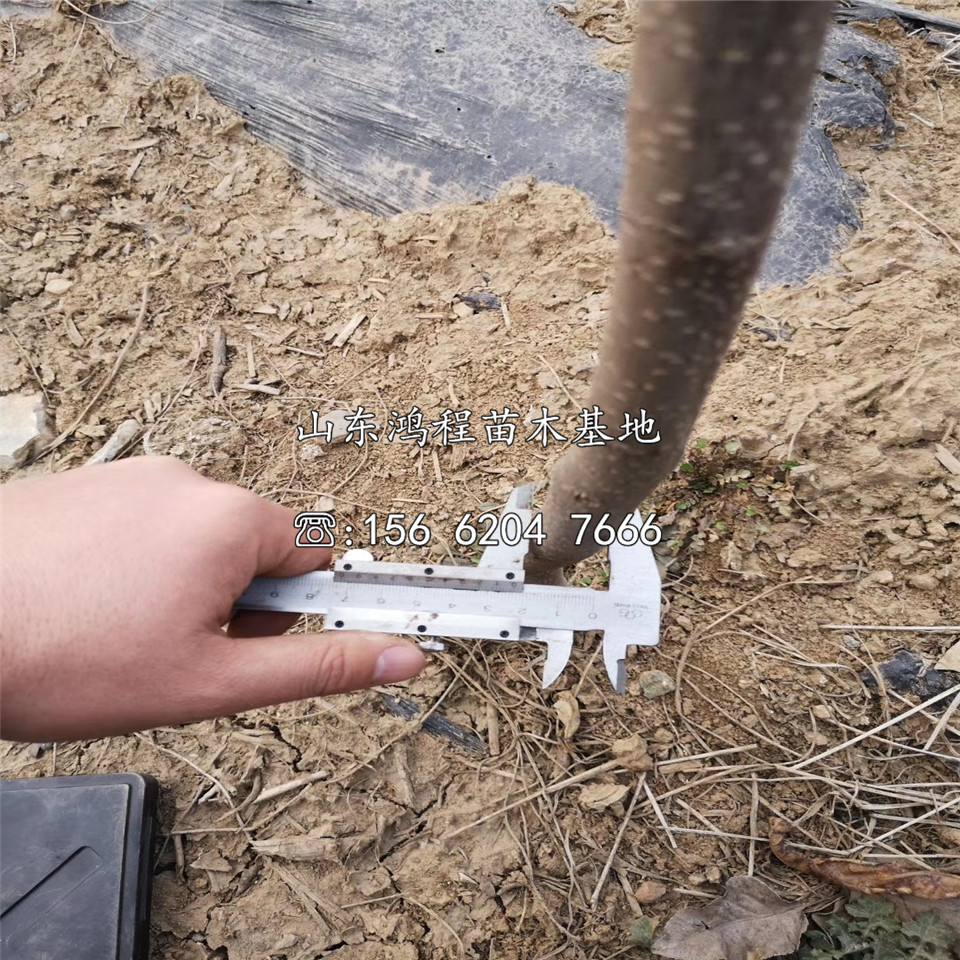 玉露香梨樹(shù)苗出售、玉露香梨樹(shù)苗出售價(jià)格