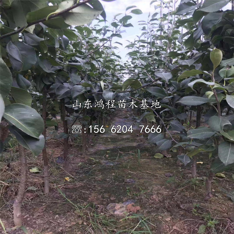 奧世紅梨樹苗、奧世紅梨樹苗報價