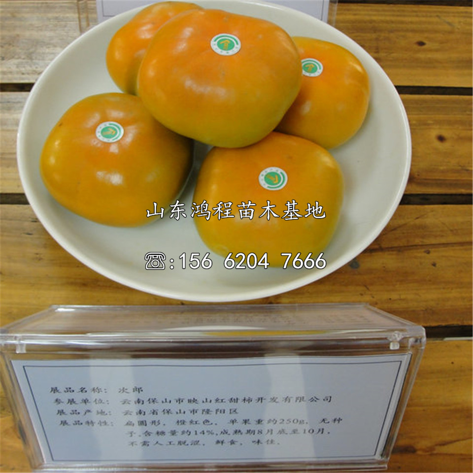 柿子苗價(jià)格及報(bào)價(jià)