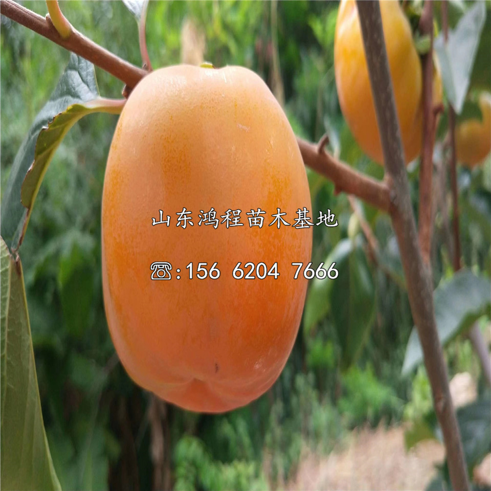 柿子苗價(jià)格及報(bào)價(jià)