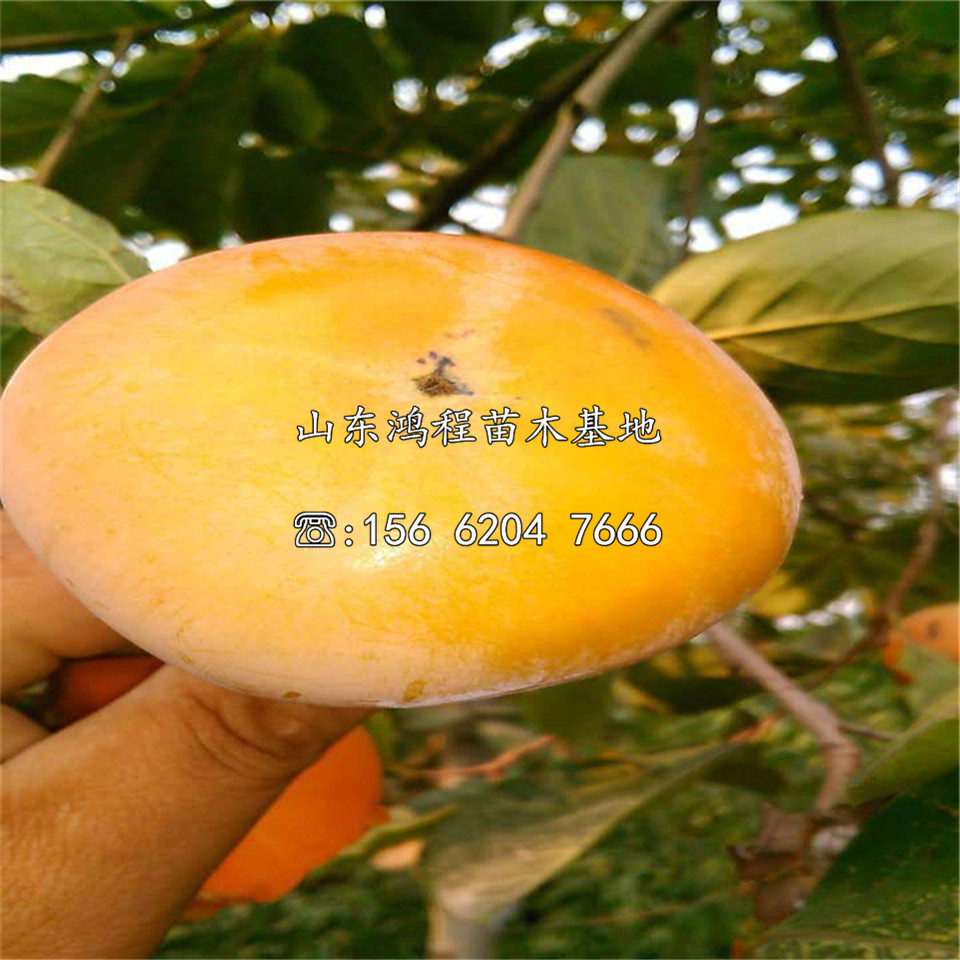 黑柿子苗、黑柿子苗售價(jià)