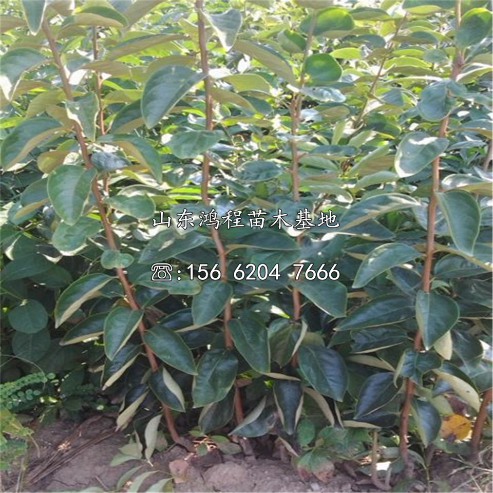 購(gòu)買恭城水柿苗價(jià)格、購(gòu)買恭城水柿苗基地