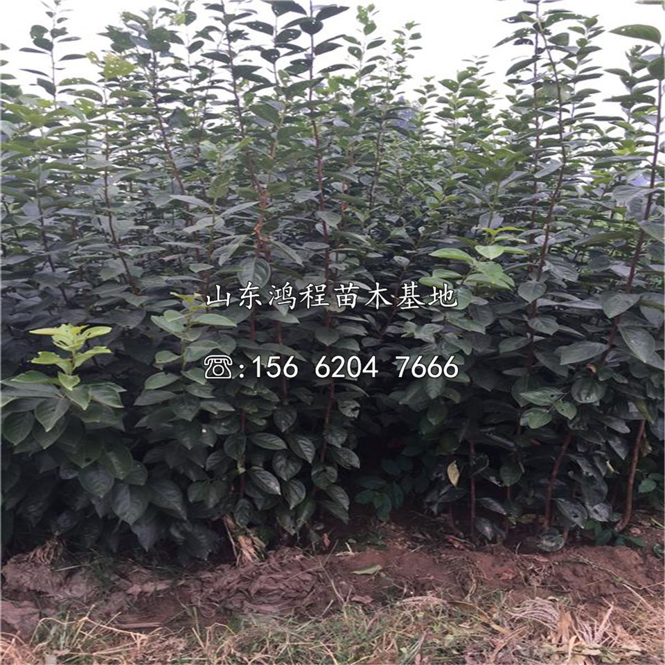 購(gòu)買恭城水柿苗價(jià)格、購(gòu)買恭城水柿苗基地