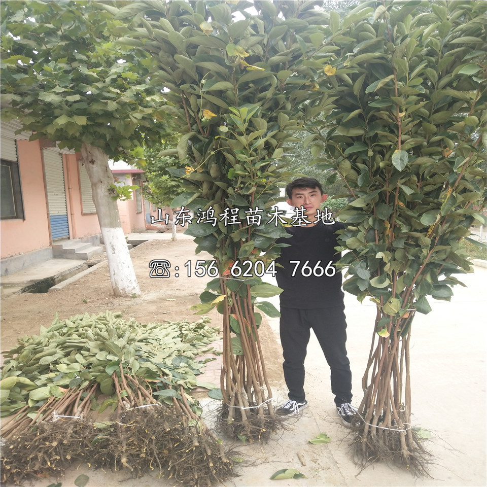 購(gòu)買恭城水柿苗價(jià)格、購(gòu)買恭城水柿苗基地