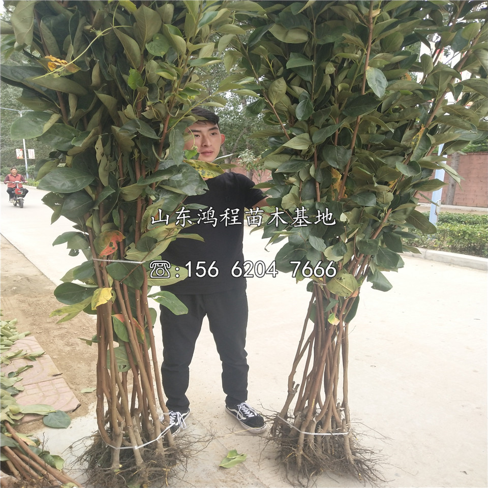 購(gòu)買恭城水柿苗價(jià)格、購(gòu)買恭城水柿苗基地