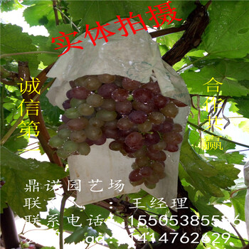 甜蜜藍(lán)寶石葡萄苗價(jià)格品種好的葡萄苗