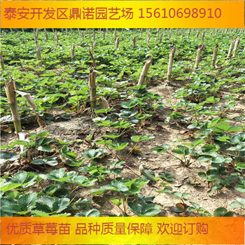 星都1號草莓苗管理技術(shù)產(chǎn)量高的草莓苗