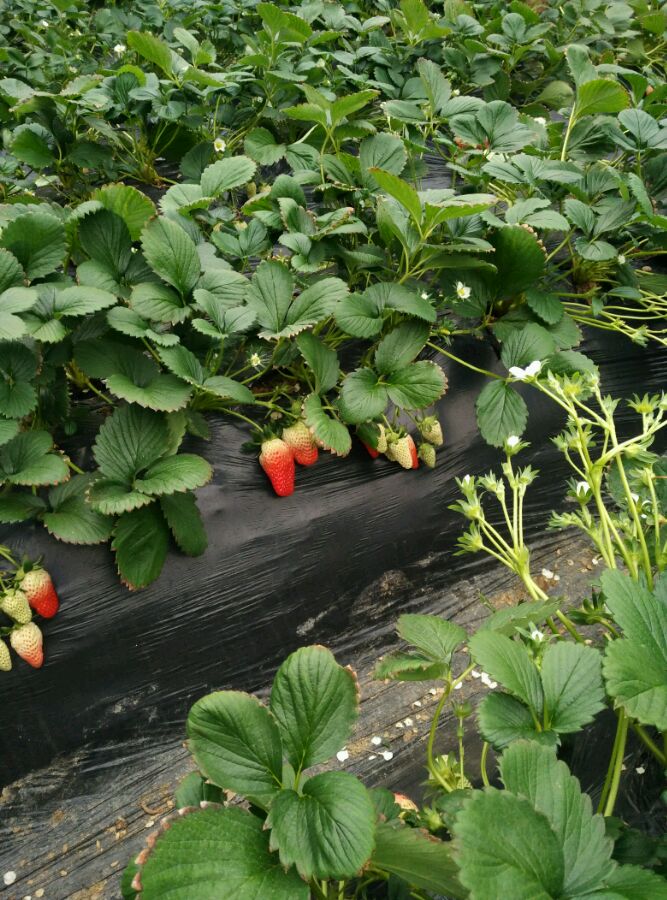 出售温室草莓苗、温室草莓苗批发基地