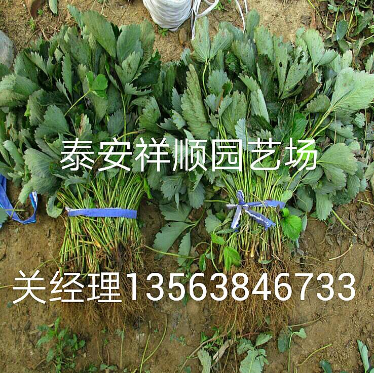 哪里有賣奶油草莓苗幾月份種植好
