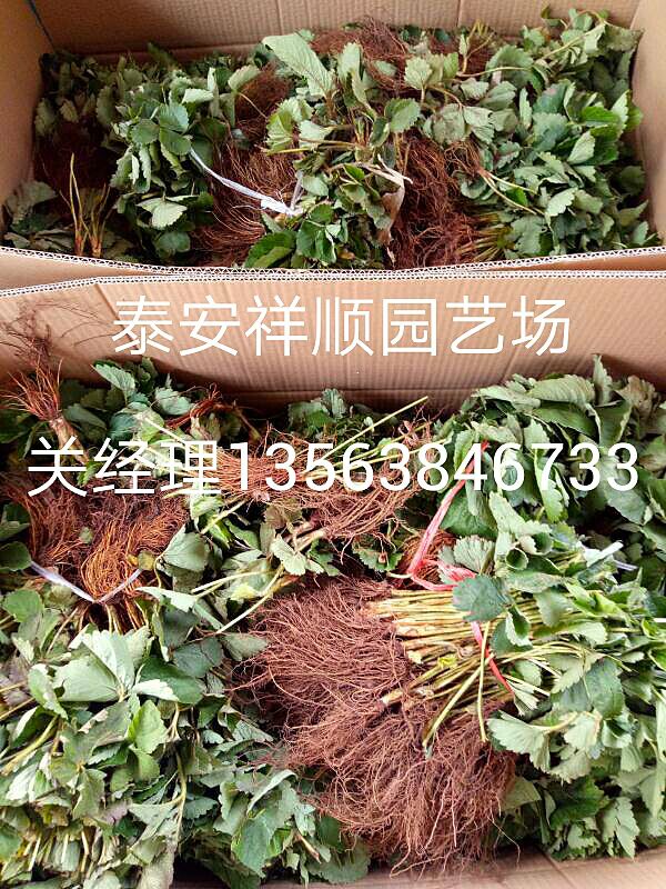 甜查理草莓苗好吃吗甜查理草莓苗种植及时间