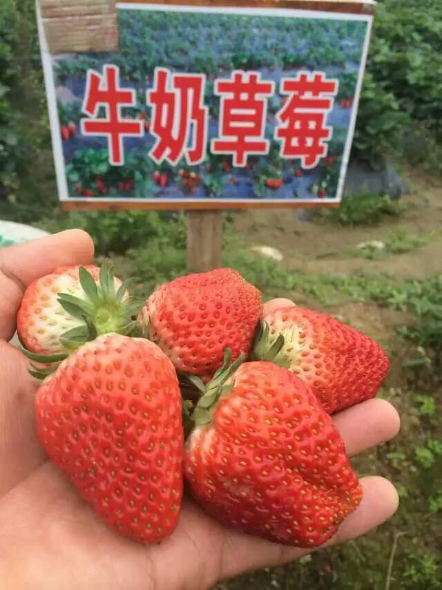 明宝草莓苗多少钱一株