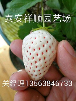 山東溫室草莓苗、溫室草莓苗一畝地產(chǎn)多少斤