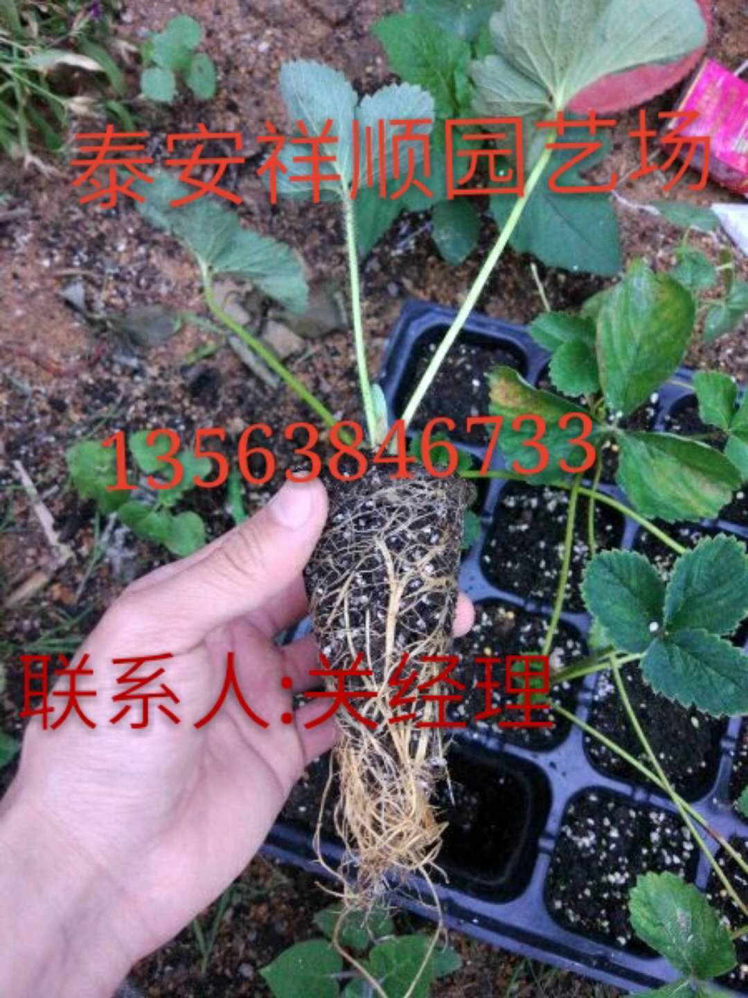 我想买温室大棚草莓苗什么时候种好